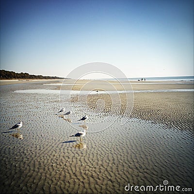 Seagulls on Hilton Head Island Beach Stock Photo