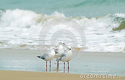 Seagulls huddled together at edge of surf waves Stock Photo