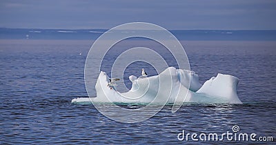 Seagulls on an iceberg Stock Photo