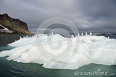 Seagulls on the iceberg Stock Photo