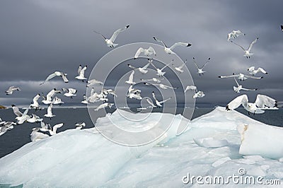 Seagulls on the iceberg Stock Photo