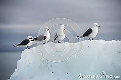 Seagulls on the iceberg Stock Photo