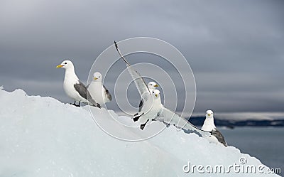 Seagulls on the iceberg Stock Photo