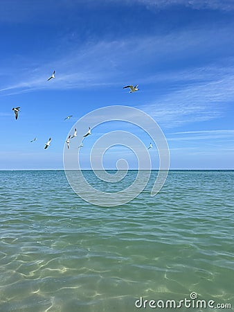 Seagulls inflight over the Atlantic Ocean Miami Beach, Florida Stock Photo