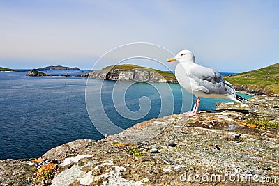 Seagulls on the irish coast of Dingle in Ireland. Stock Photo