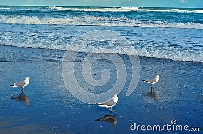 Seagulls at Jupiter Beach in Florida Stock Photo