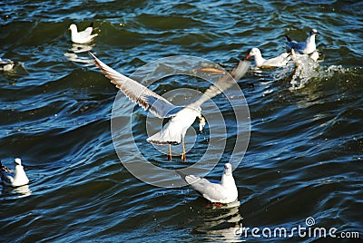 Seagulls Stock Photo