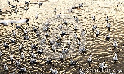 Seagulls, laridae bird in the water Stock Photo