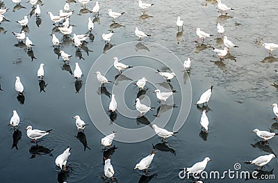 Seagulls, laridae bird in the water Stock Photo