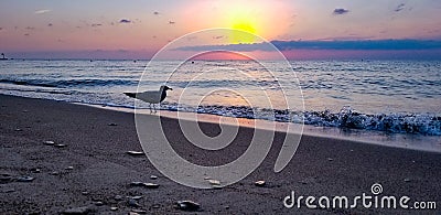 Seagulls Love Sunsets Too Stock Photo