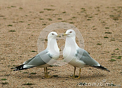 Seagulls love time Stock Photo