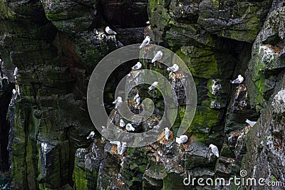 Seagulls nesting on the coastline rocks of Iceland Stock Photo