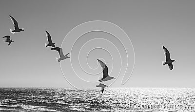 Seagulls over the Atlantic Ocean Stock Photo