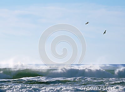 Seagulls over breaking waves Stock Photo