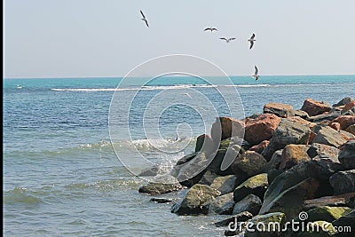 Seagulls over the sea Stock Photo