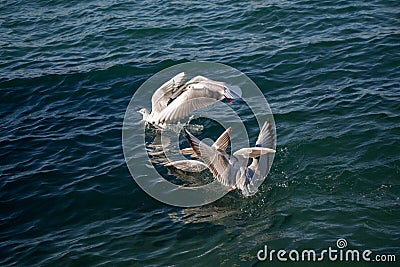 Seagulls are on and over sea waters Stock Photo