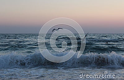 Seagulls over the waves of the Black Sea of the evening Olenevka Stock Photo