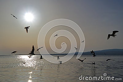 Seagulls over the winter sea. Stock Photo