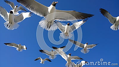 Seagulls overhead Stock Photo