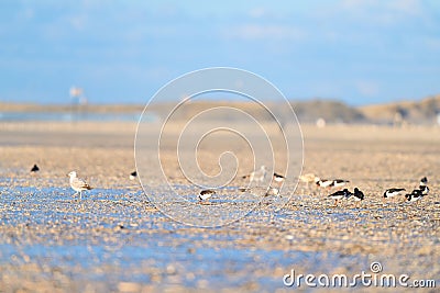 Seagulls and oyster catchers at the beach Stock Photo