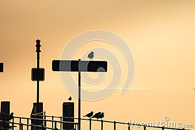 Seagulls Perched on Jetty Sign and Railings with Sun Shining on Lake in the Background Stock Photo