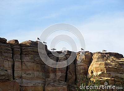 Seagulls perched on top of rock cliff Stock Photo