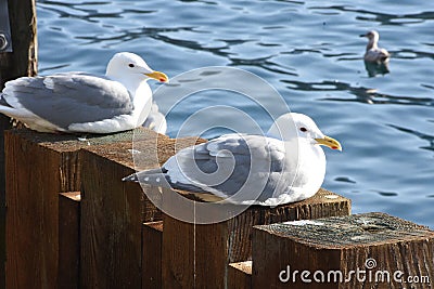 Seagulls on perfect sunny day Stock Photo