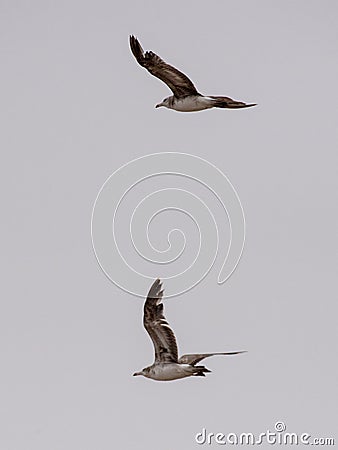 Seagulls and petrel on the edge of Bohai Stock Photo