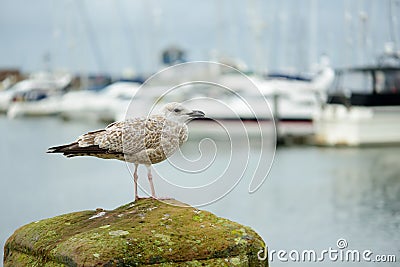 Seagulls at pier of Whitehaven harbour in Cumbria, England, UK Stock Photo