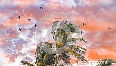 Seagulls and pigeons fly around palm trees swaying in the wind Stock Photo