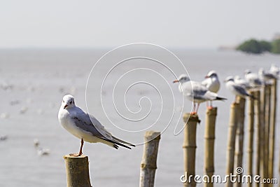 Seagulls on pillars Stock Photo