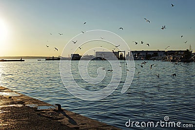 Seagulls in the port of Santa Pola, Alicante. Spain. Editorial Stock Photo