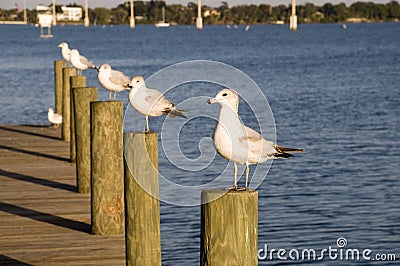 Seagulls on Posts Stock Photo