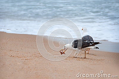 Seagulls prey on crabs on the shores of the Atlantic Ocean. Portugal. Wildlife birds. The struggle for survival. Seagulls eat Stock Photo
