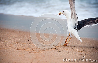 Seagulls prey on crabs on the shores of the Atlantic Ocean. Portugal. Wildlife birds. The struggle for survival. Seagulls eat Stock Photo