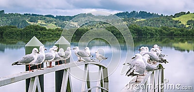 Seagulls on railings at Horeke on Hokianga Harbour, west coast, Stock Photo