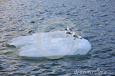 Seagulls are resting on melting iceberg Stock Photo