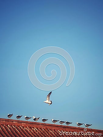 Seagulls resting on the roof Stock Photo