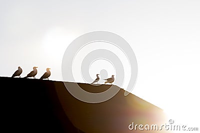 Seagulls resting on rooftop Stock Photo