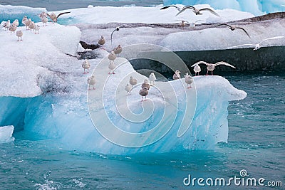 Seagulls resting, sitting, landing wings on blue iceberg Stock Photo
