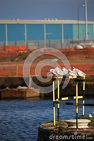 Seagulls Resting on Steel Barrier Stock Photo
