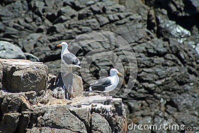 Seagulls on the Rocks BCX 0074 Stock Photo
