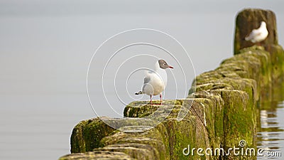 Seagulls by the sea Stock Photo