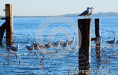 Seagulls on shark nets Stock Photo
