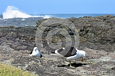 Seagulls Sheltering from Rough Seas, Tsitsikamma, South Africa Stock Photo