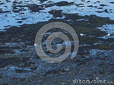Seagulls on the shore of the Irish Sea Stock Photo