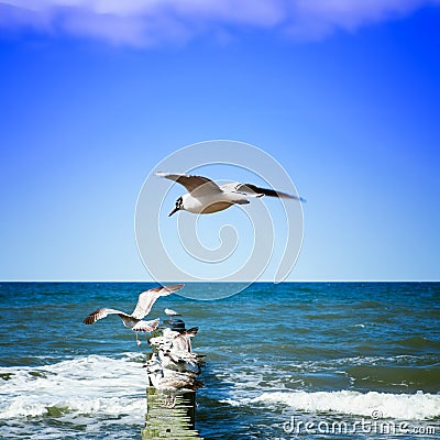 Seagulls on shore of the Sea Stock Photo