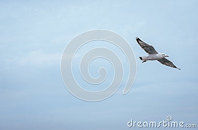 Seagulls flying over the sea Stock Photo