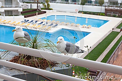 Seagulls sitting in front of the balcony Stock Photo
