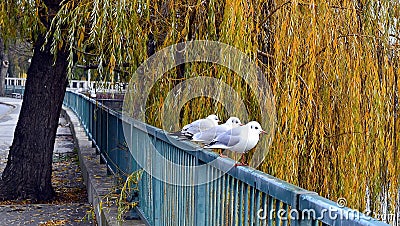 Seagulls sitting on railing by the river Stock Photo